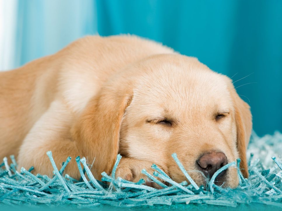 Goldfarbener Labradorwelpe schläft friedlich auf einem blauen, flauschigen Teppich vor blauem Hintergrund.