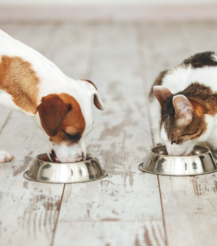 Pet eating foot. Cat and dog eats food from bowl