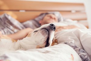 Hund liegt entspannt im Bett und schläft, während im Hintergrund eine Person unter der Decke ruht.