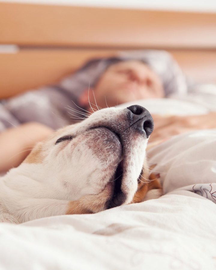 Hund liegt entspannt im Bett und schläft, während im Hintergrund eine Person unter der Decke ruht.